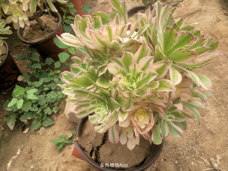 十大外围足球平台app