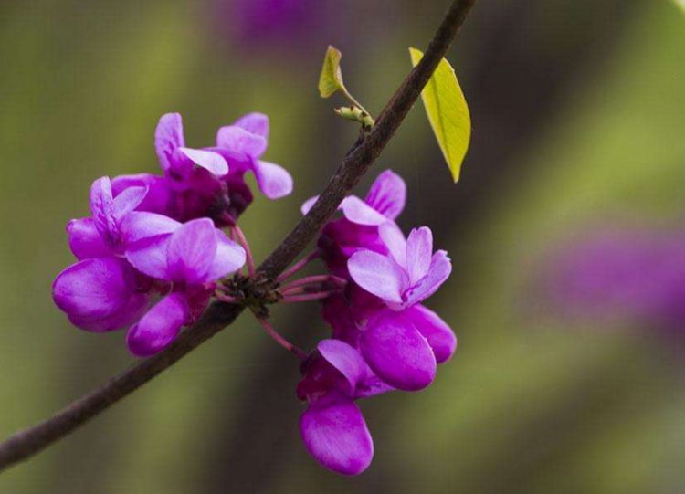 贺炜评武磊留洋:对中国足球是好事 站稳脚跟很难-十大外围足球平台app(图3) 十大外围足球平台app