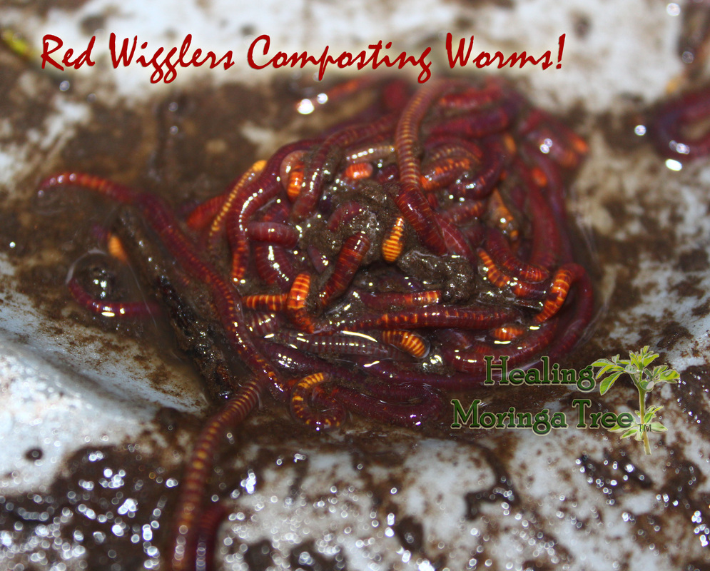 十大外围足球平台app