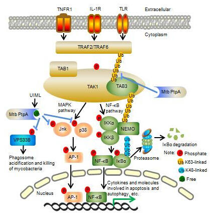 十大外围足球平台app